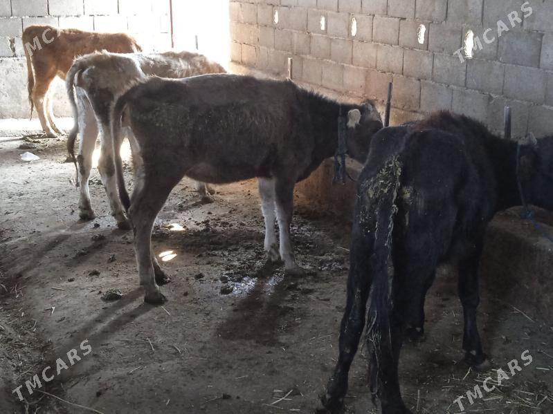 tuweler - Gyzylarbat - img 1