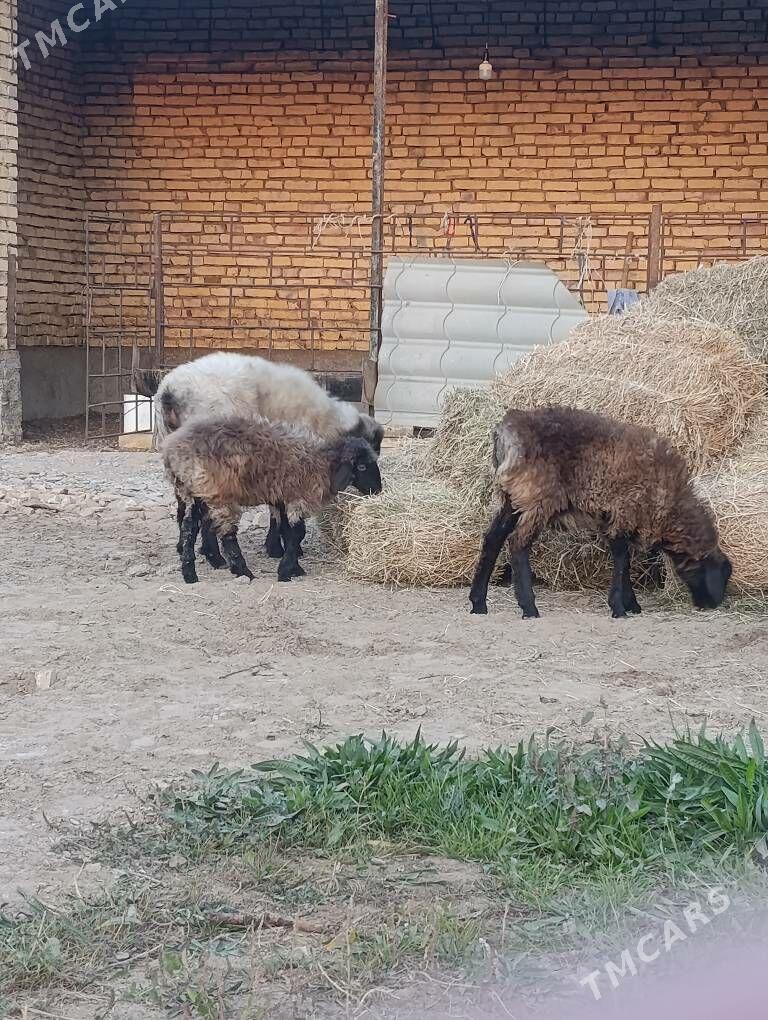 tokly işşek - Теджен - img 2