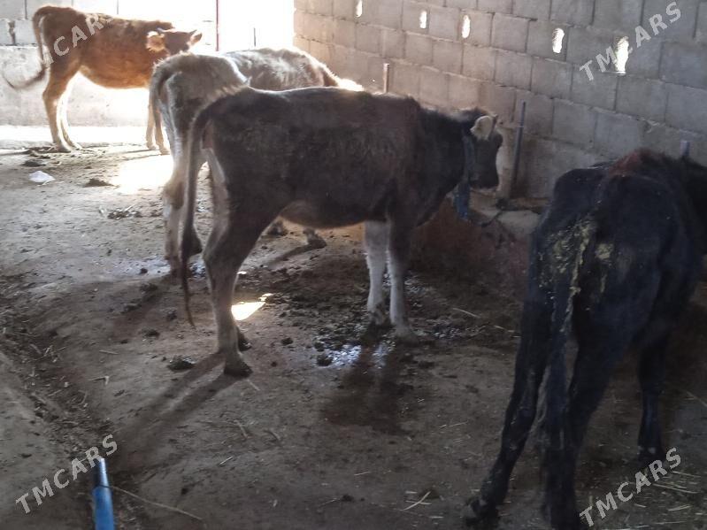 tuweler - Gyzylarbat - img 4