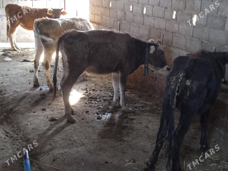 tuweler - Gyzylarbat - img 2