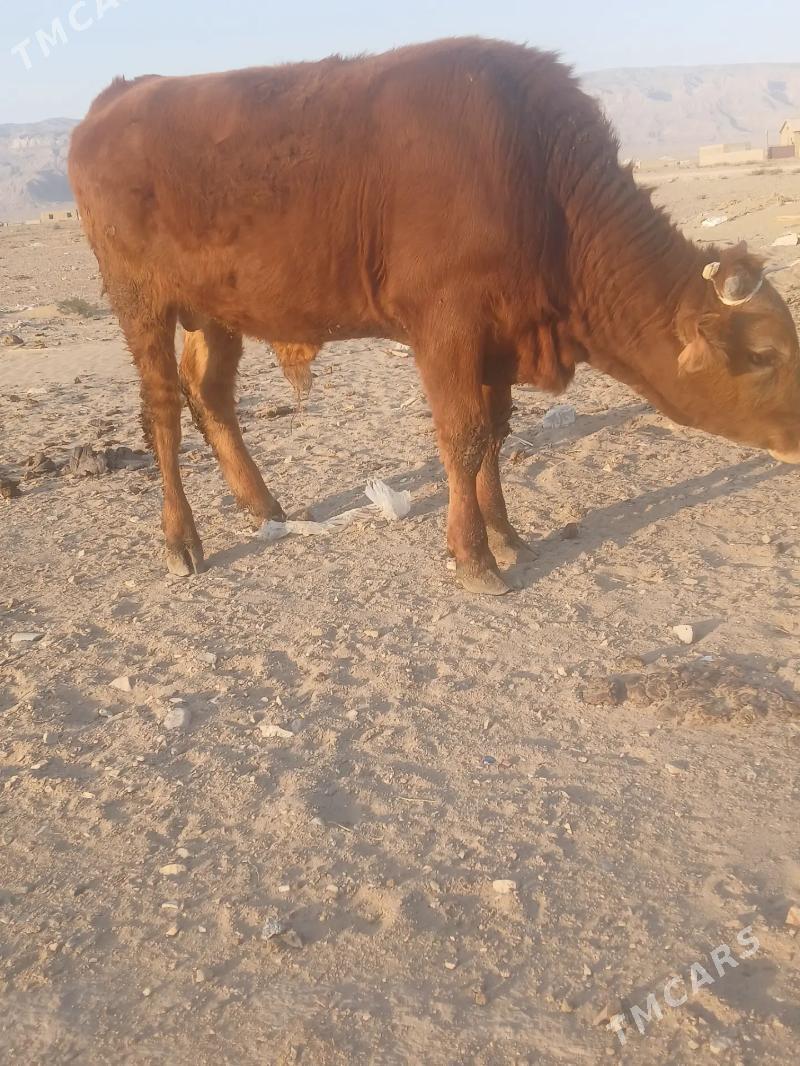 Okuz - Balkanabat - img 4