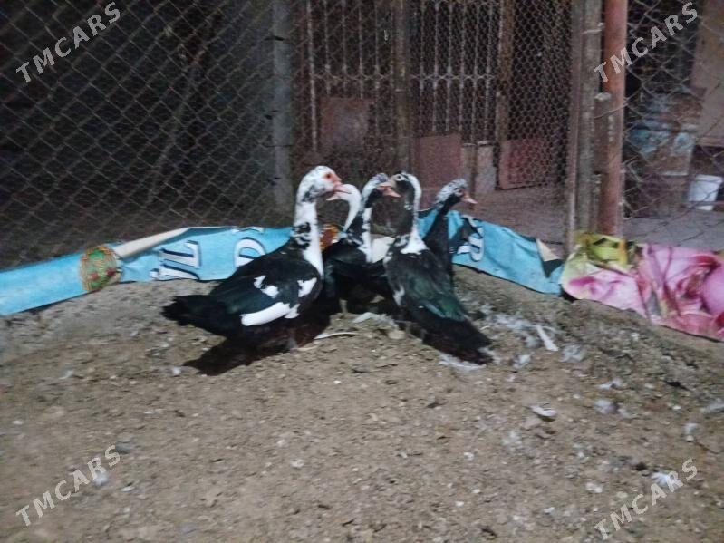 ORDEK - Анев - img 1