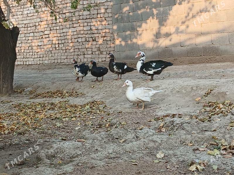 ORDEK - Анев - img 3