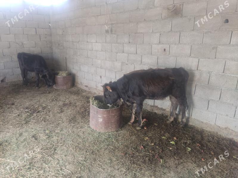 swes tuwe - Гёкдепе - img 2