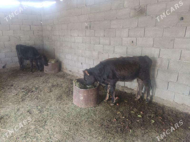 swes tuwe - Гёкдепе - img 3