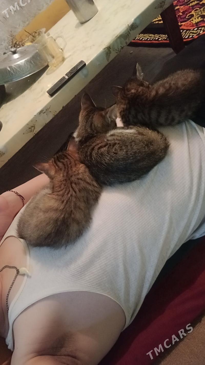 Uc sany pisik balalary Mugt - Болдумсаз - img 3