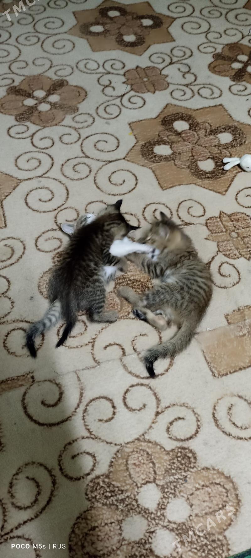 Uc sany pisik balalary Mugt - Болдумсаз - img 2