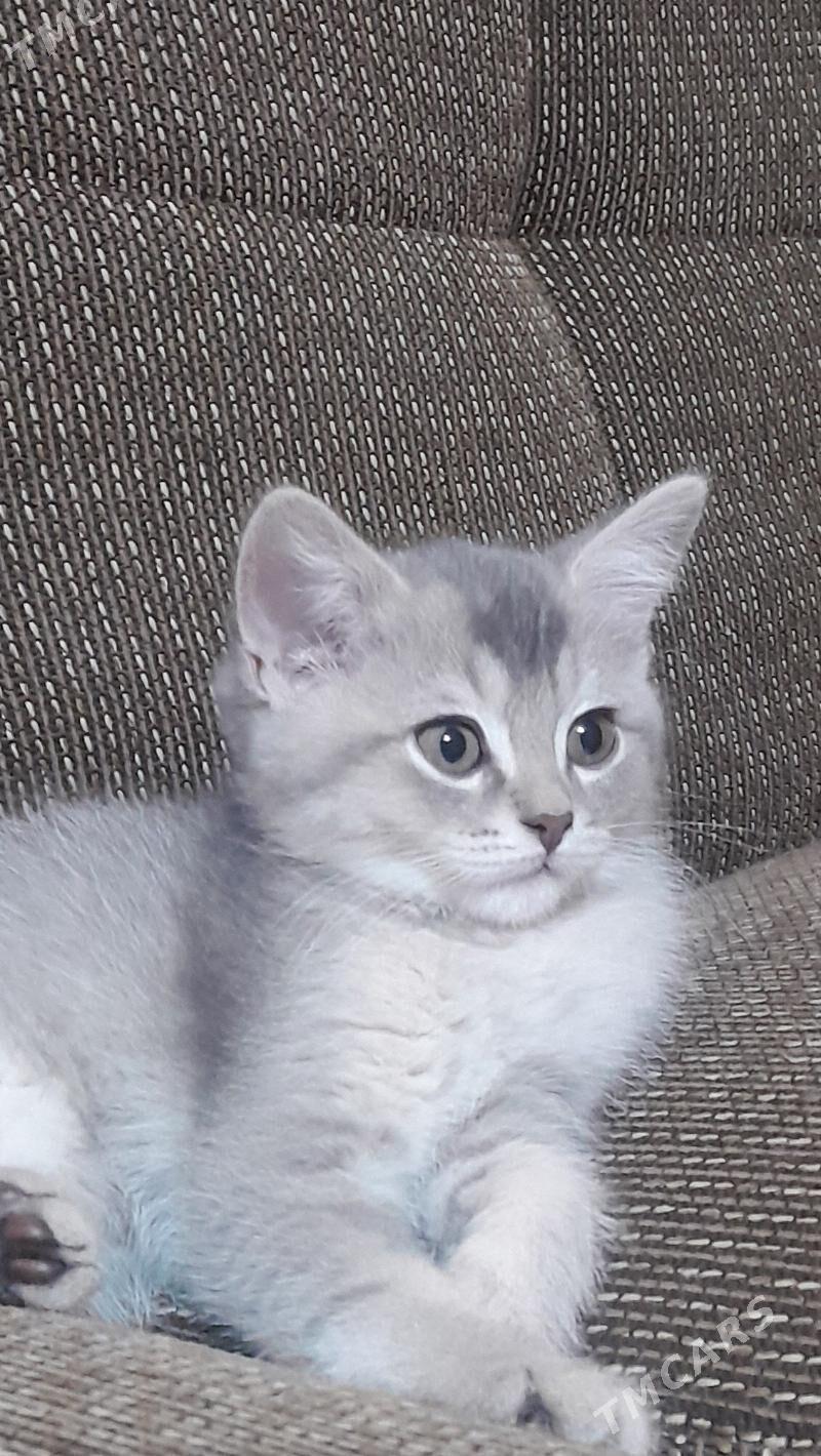 Шотландский шиншилла - Aşgabat - img 6