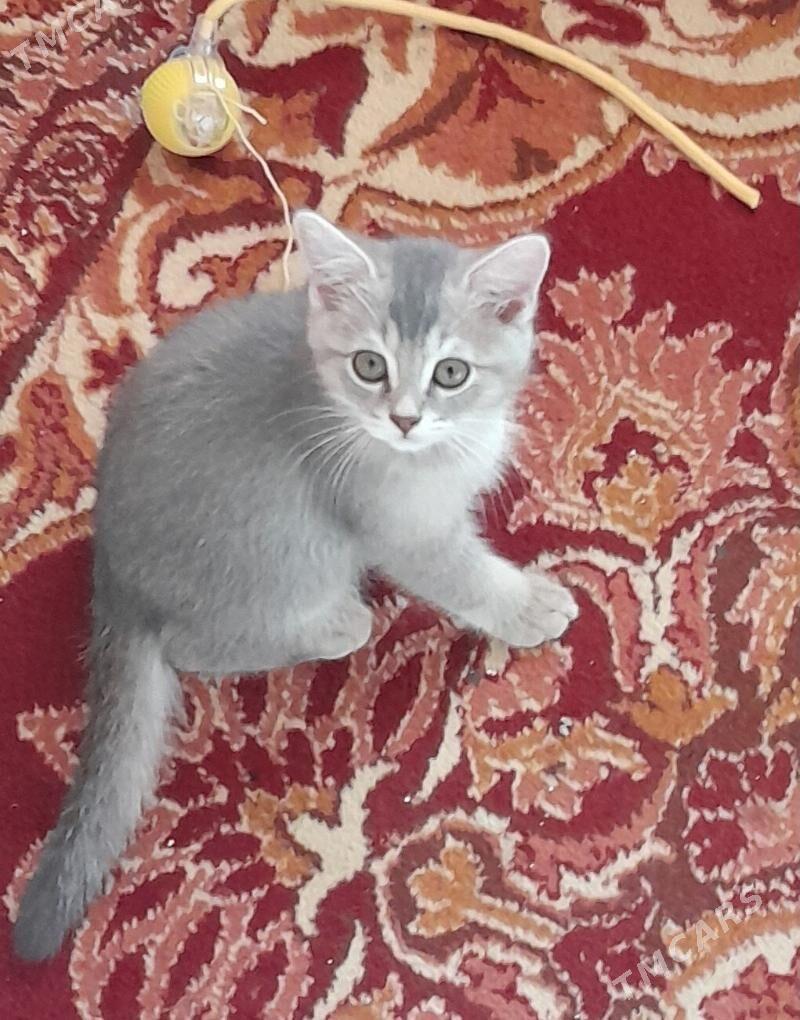 Шотландский шиншилла - Aşgabat - img 3