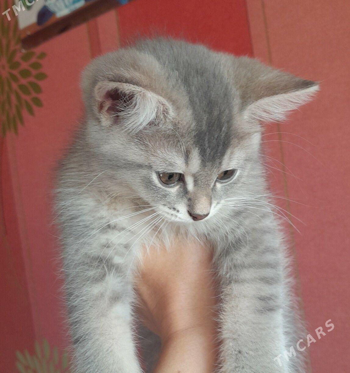 Шотландский шиншилла - Aşgabat - img 1