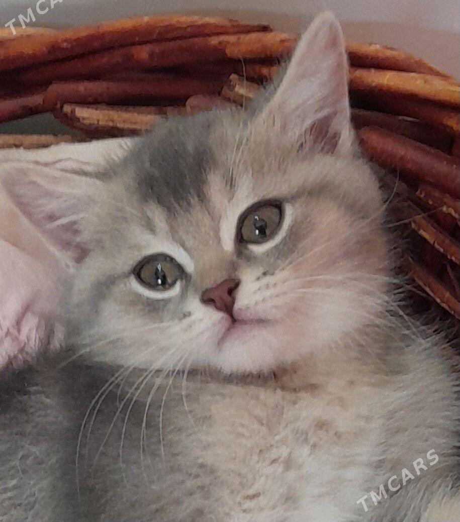 Шотландский шиншилла - Aşgabat - img 10