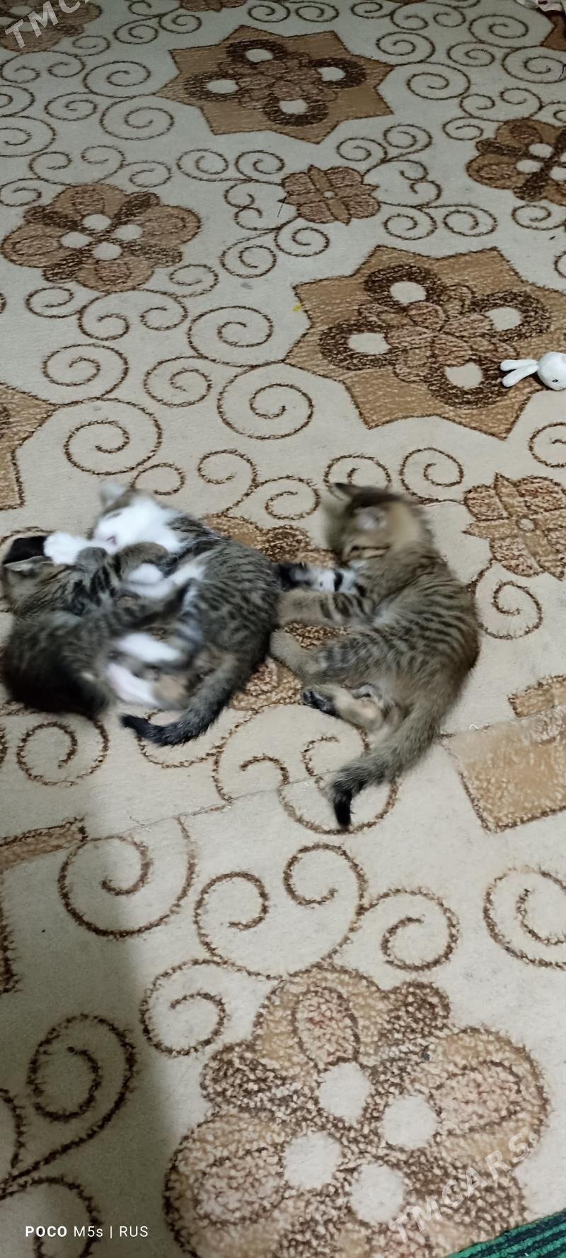 Uc sany pisik balalary Mugt - Болдумсаз - img 1