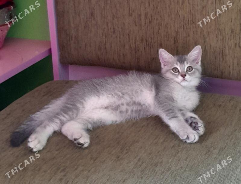 Шотландский шиншилла - Aşgabat - img 5