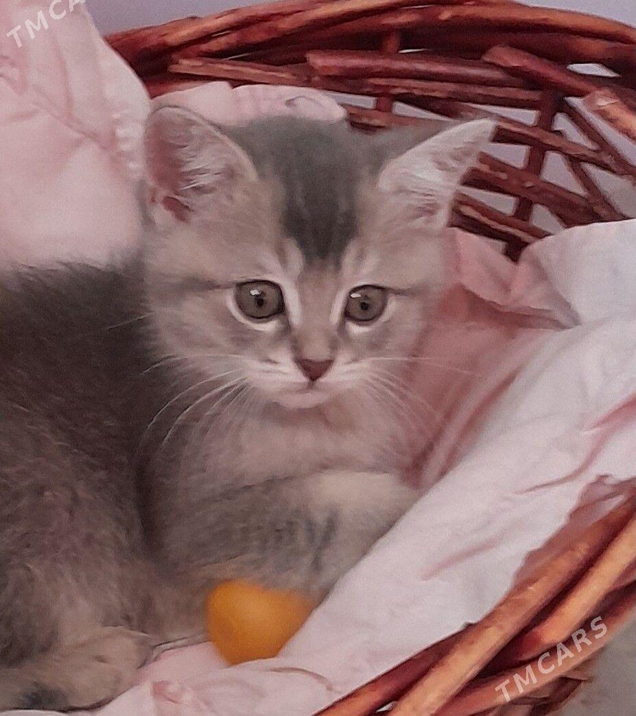 Шотландский шиншилла - Aşgabat - img 8