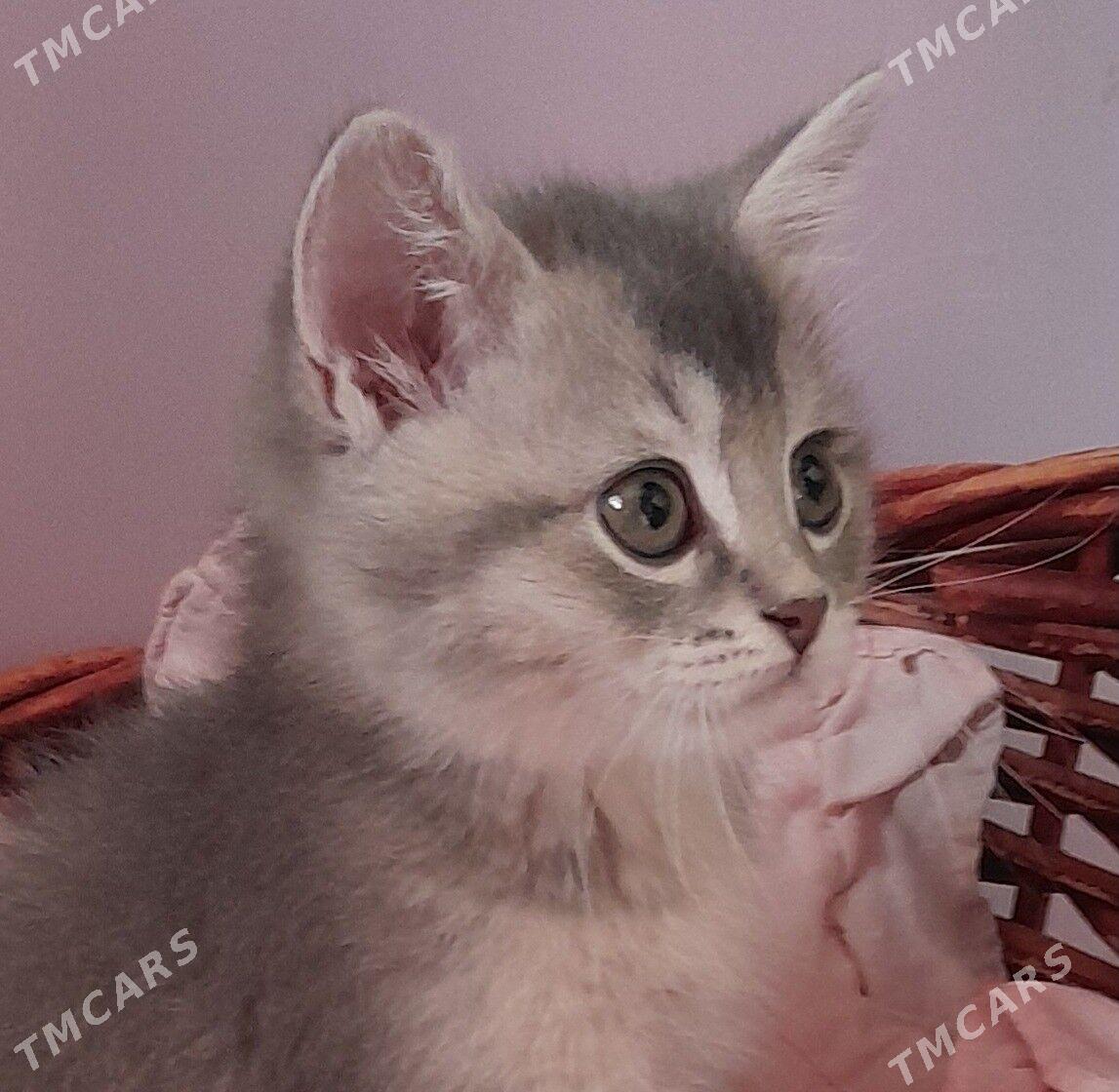 Шотландский шиншилла - Aşgabat - img 7