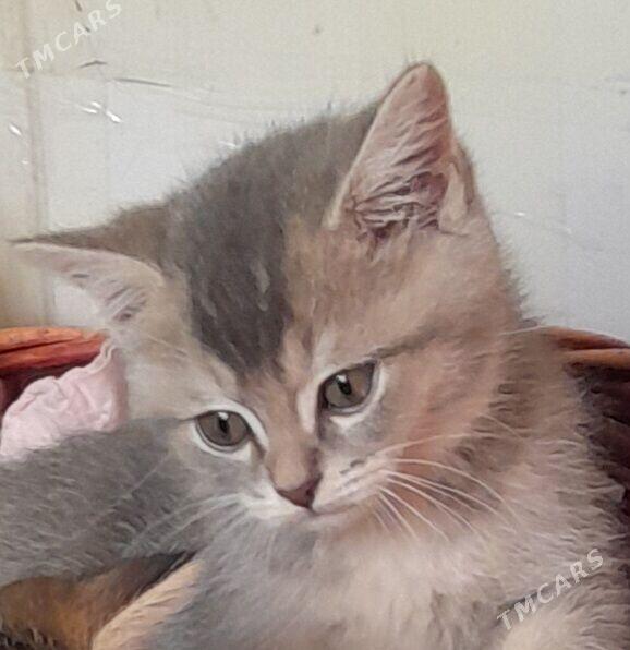 Шотландский шиншилла - Aşgabat - img 9