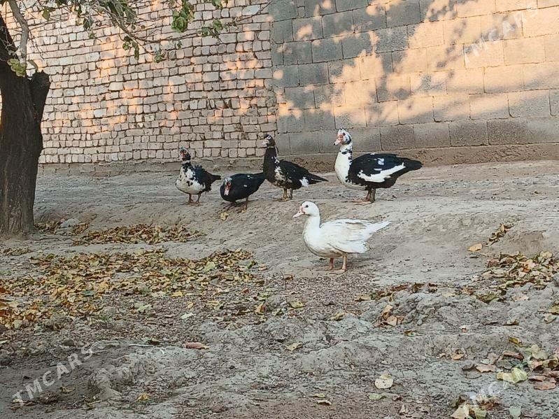 ORDEK - Анев - img 2