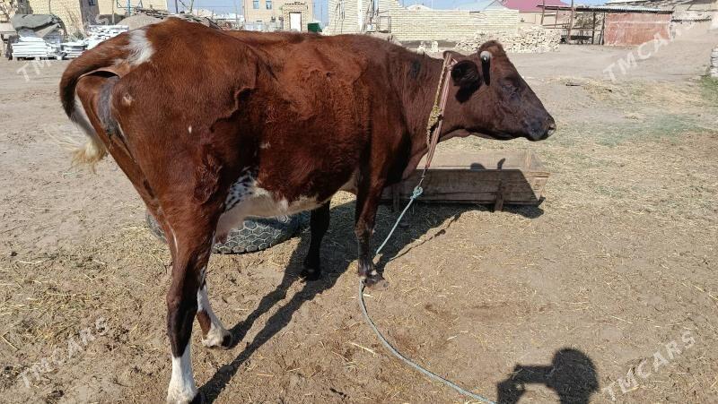 sygyr - Mary - img 2