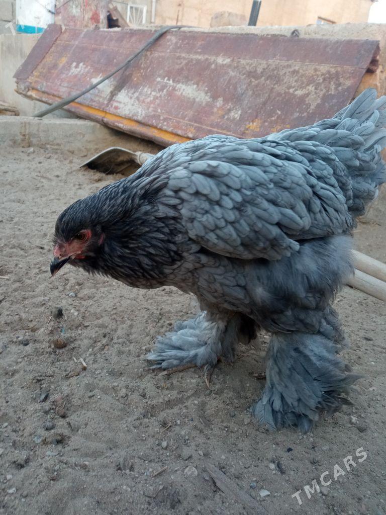 brama - Балканабат - img 1