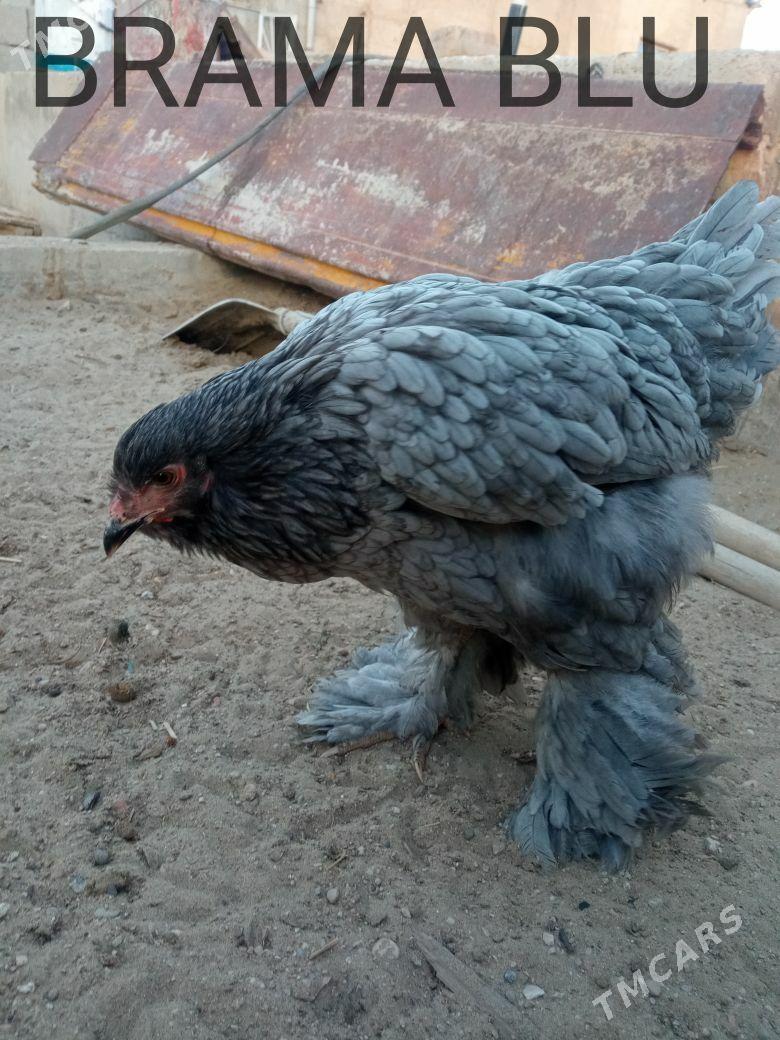 brama - Балканабат - img 2