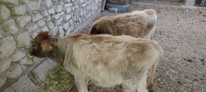 Gole -Tana - Эсенгулы - img 1