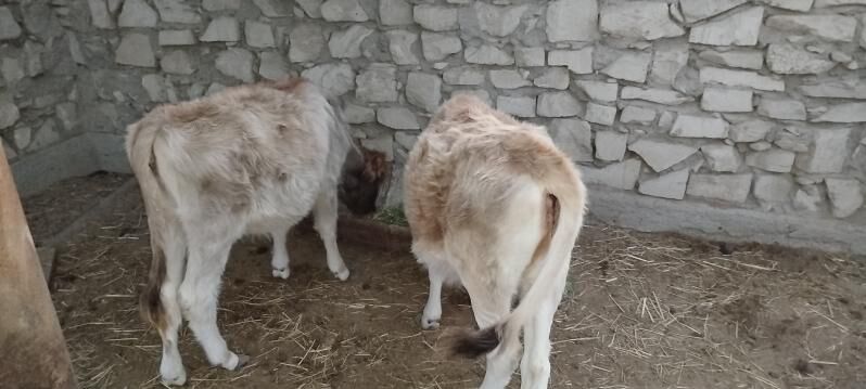 Gole -Tana - Эсенгулы - img 3