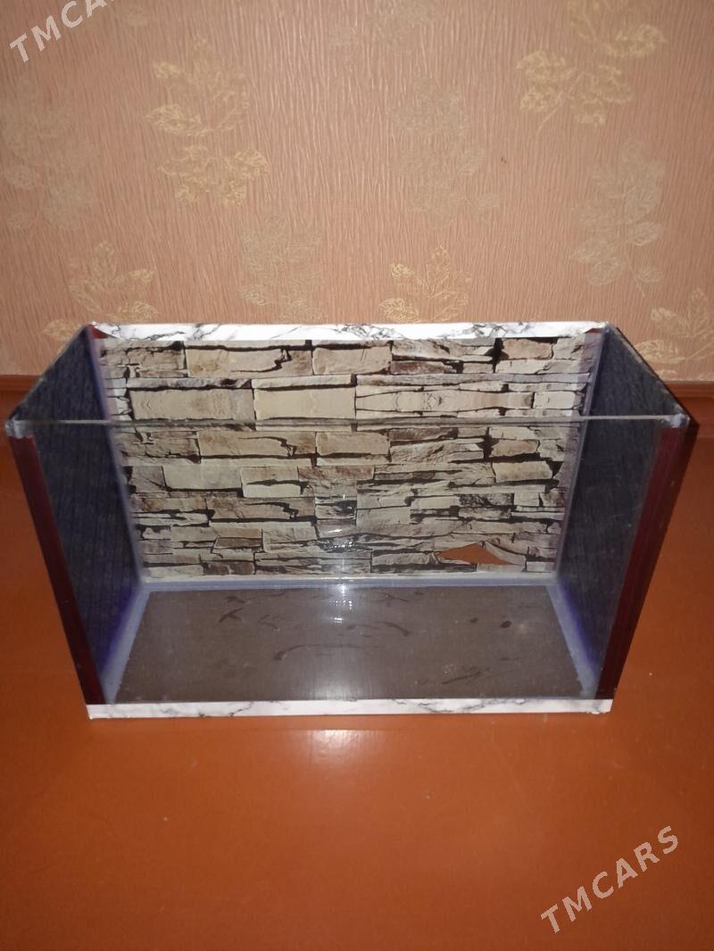 Akwarium Аквариум - Türkmenbaşy - img 2