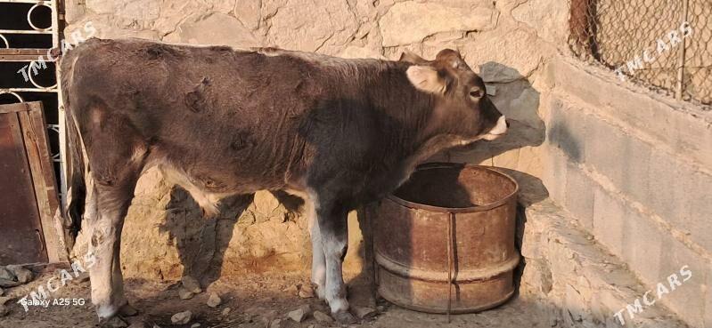 bir sygyr bir okuzce - Bereket - img 2