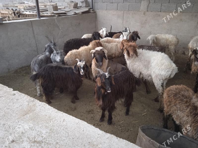 tokly cewis - Gyzylarbat - img 3