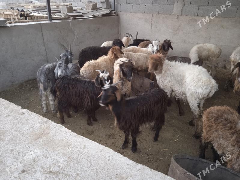 tokly cewis - Gyzylarbat - img 2