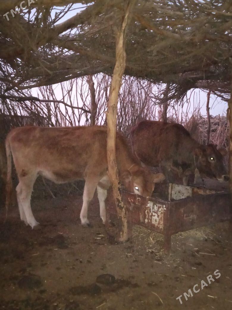 tuwe iki sany - Бабадайхан - img 4