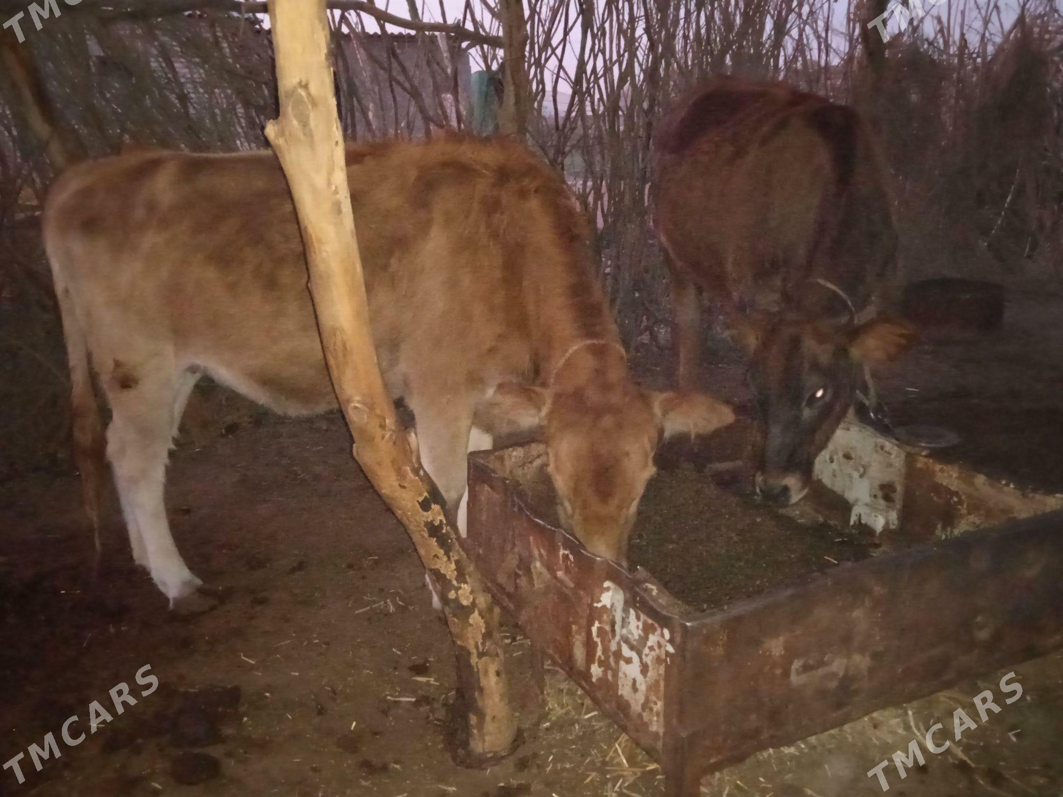 tuwe iki sany - Бабадайхан - img 3