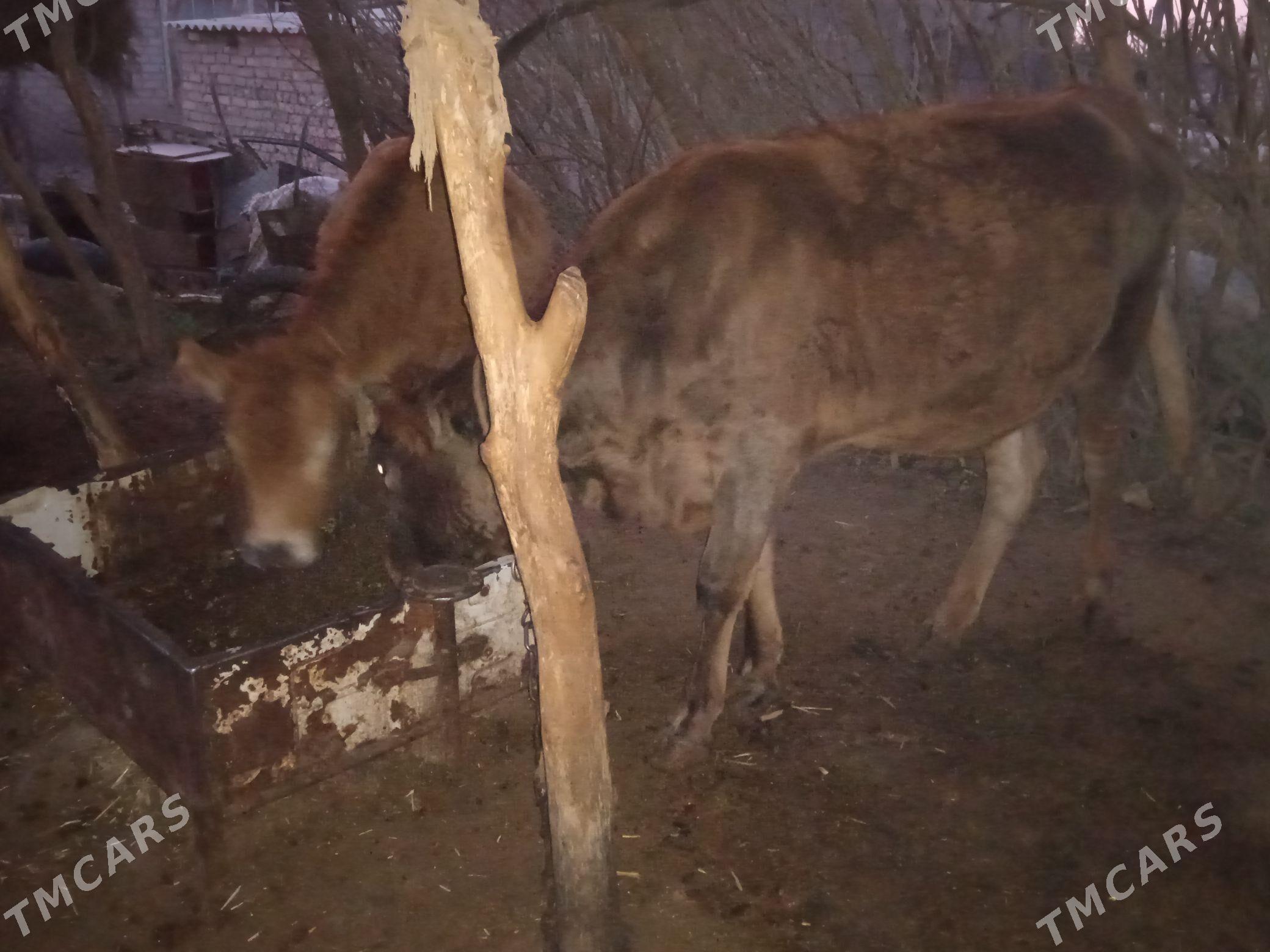 tuwe iki sany - Бабадайхан - img 2