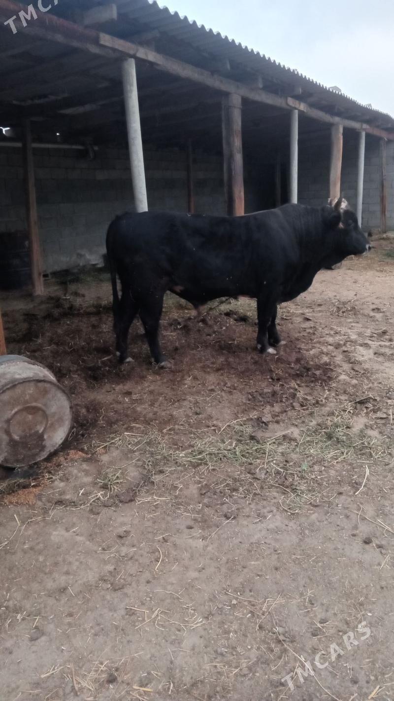 okuz - Bäherden - img 3