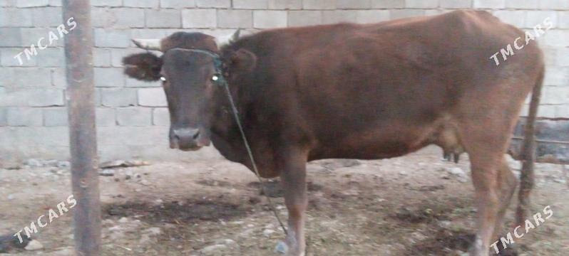 sygyr - Ak bugdaý etraby - img 2