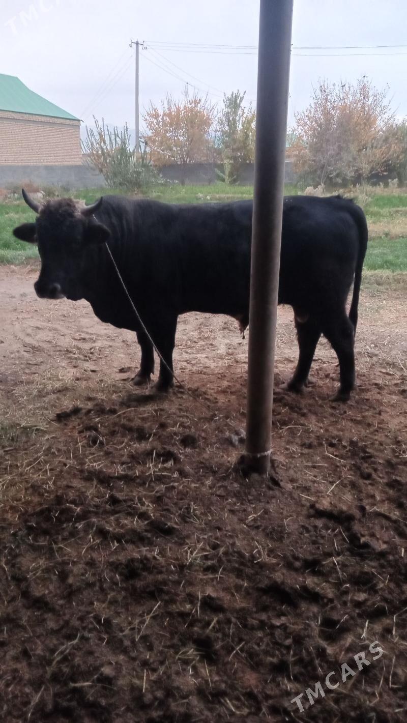 okuz - Bäherden - img 2