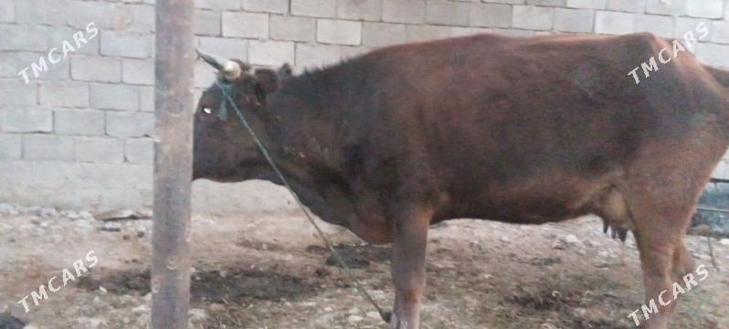 sygyr - Ak bugdaý etraby - img 5