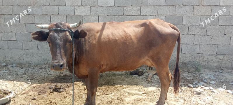 sygyr - Ak bugdaý etraby - img 3