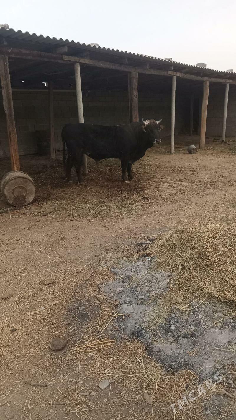 okuz - Bäherden - img 4