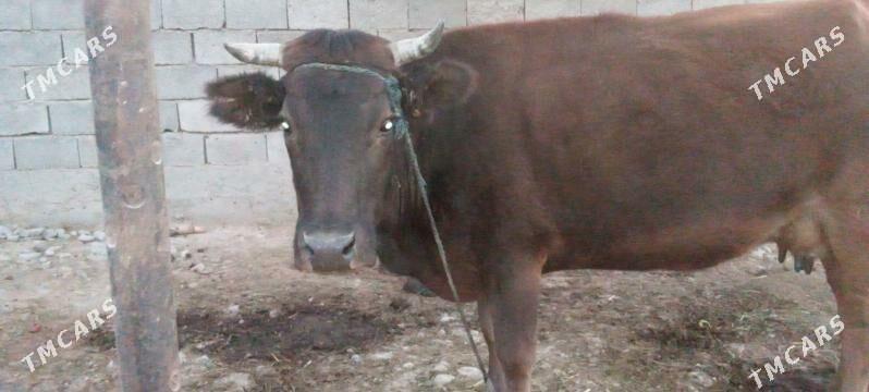 sygyr - Ak bugdaý etraby - img 4