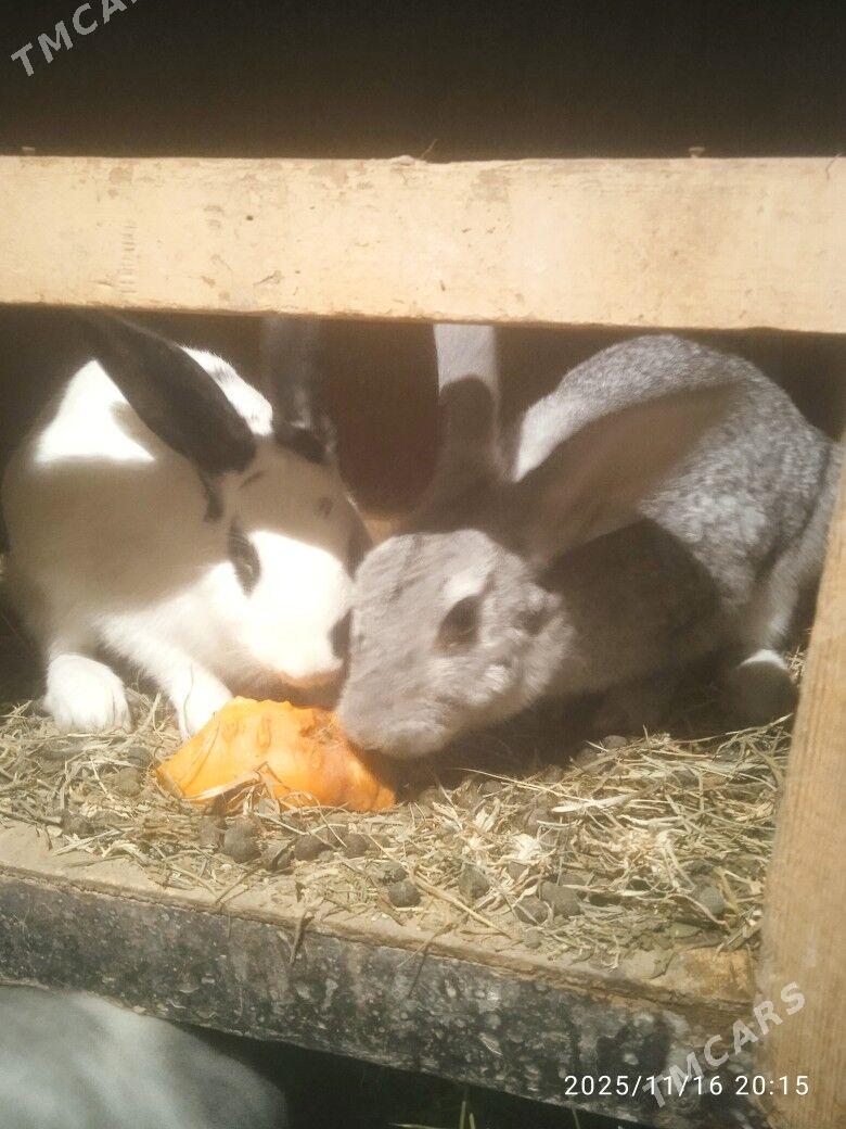 towsan - Сакарчага - img 2