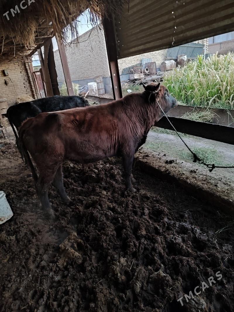 baklyk okuzler - Türkmenabat - img 1