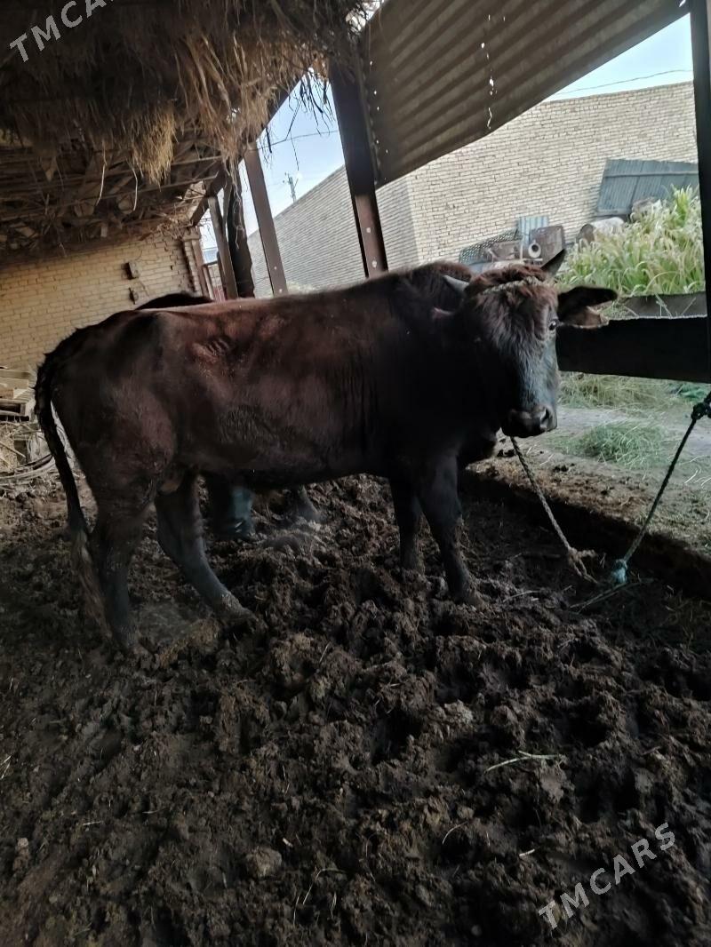 baklyk okuzler - Türkmenabat - img 4