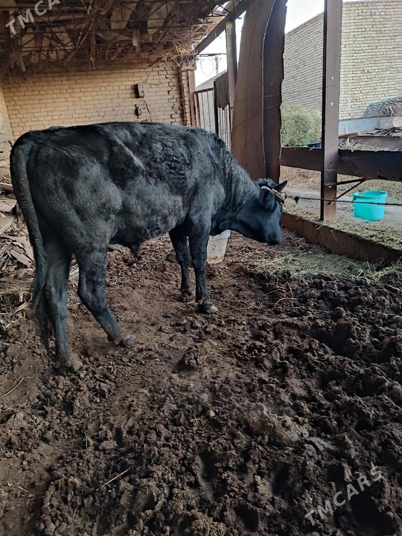 baklyk okuzler - Türkmenabat - img 3