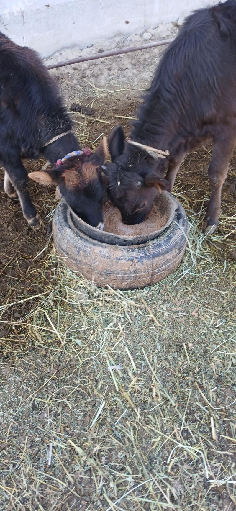 Tuweler - Gökdepe - img 2