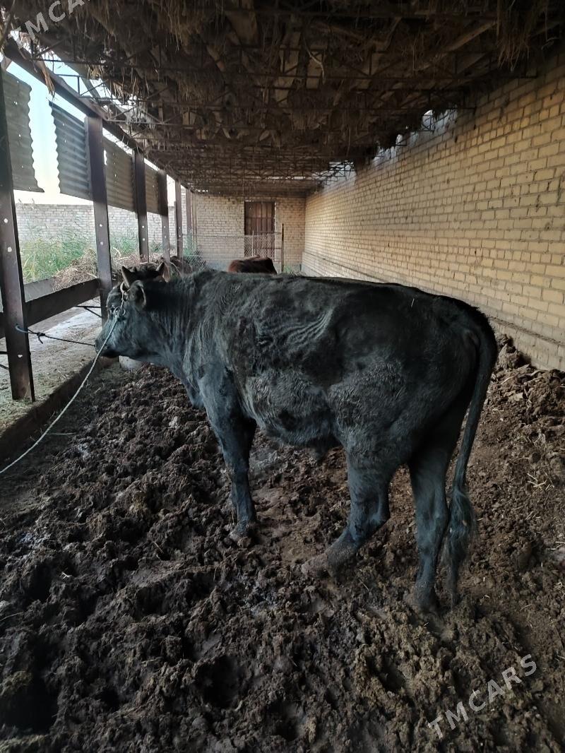 baklyk okuzler - Türkmenabat - img 2