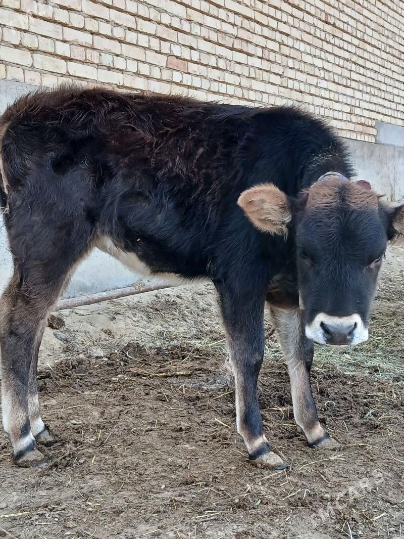 Tuweler - Gökdepe - img 4