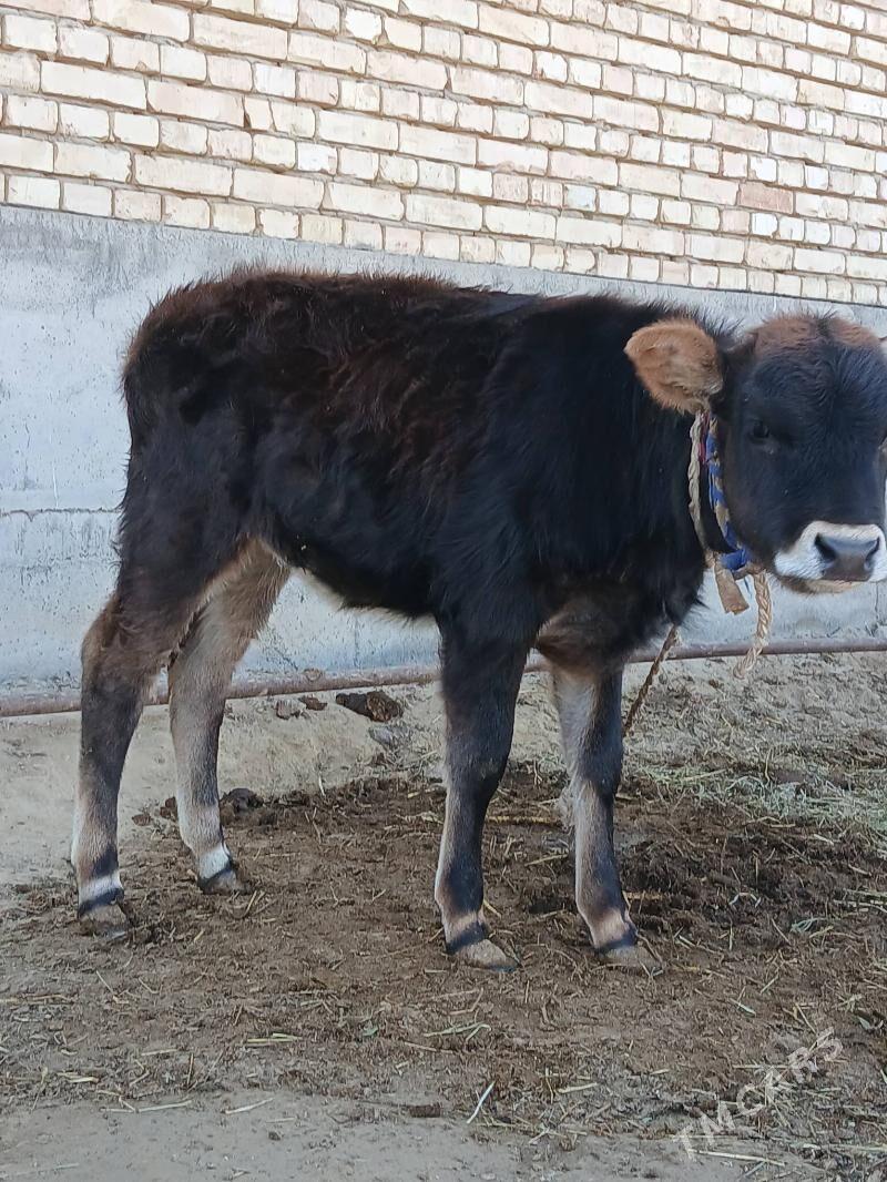 Tuweler - Gökdepe - img 5