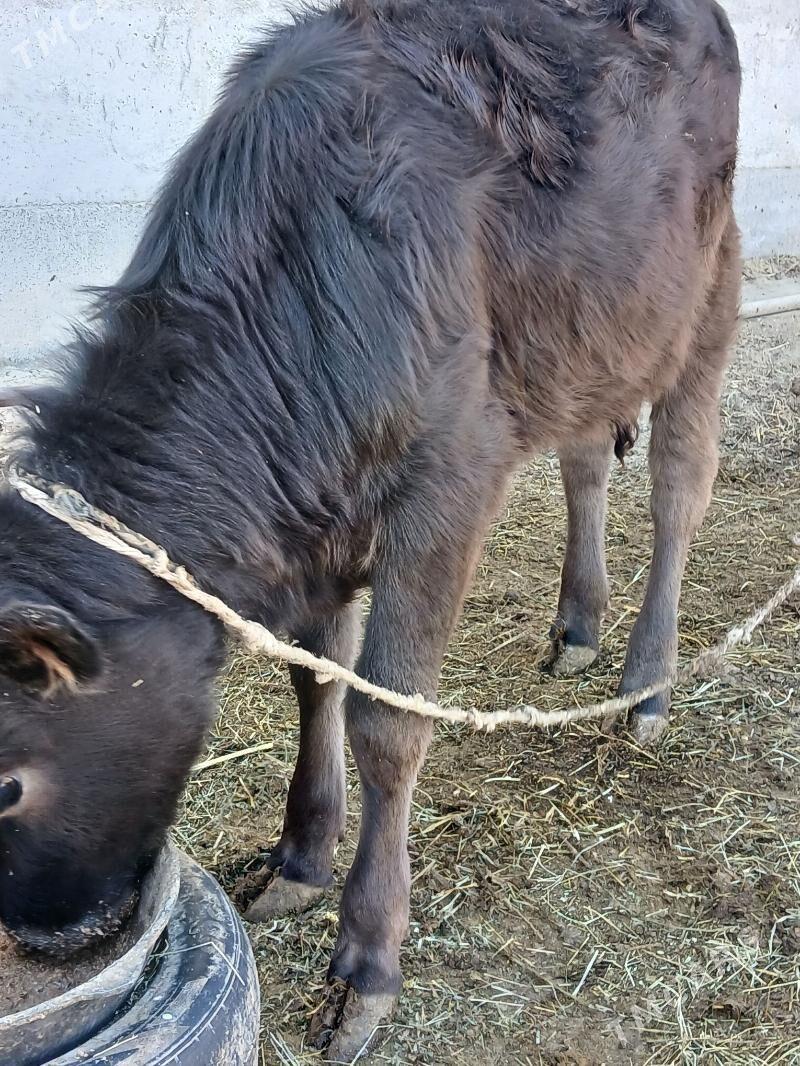 Tuweler - Gökdepe - img 6