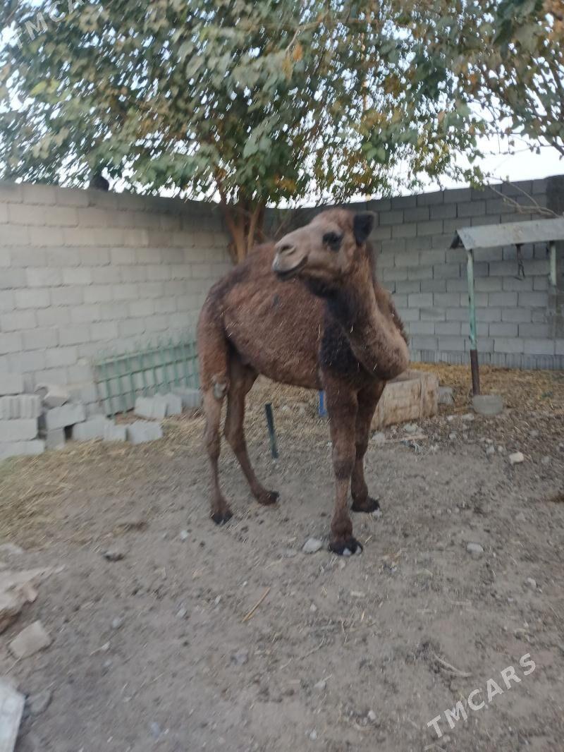 torim - Чоганлы - img 6